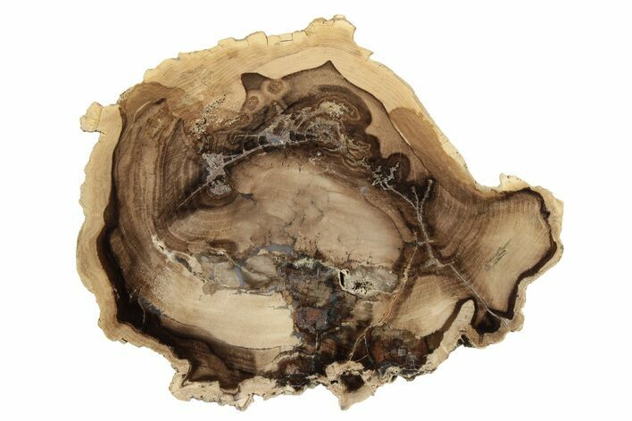 Petrified Wood (Cherry) Slab - McDermitt, Oregon #239339